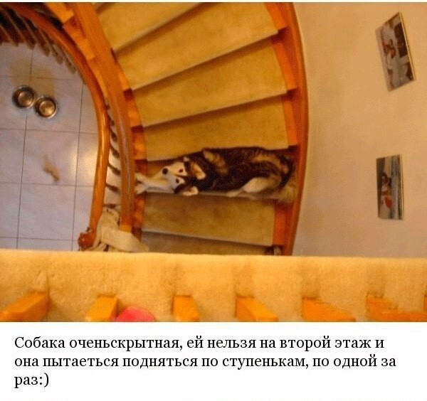Хаски, выращенный среди котов