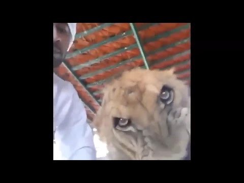 Реакция льва на селфи  