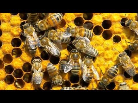 Интересные факты о пчелах 