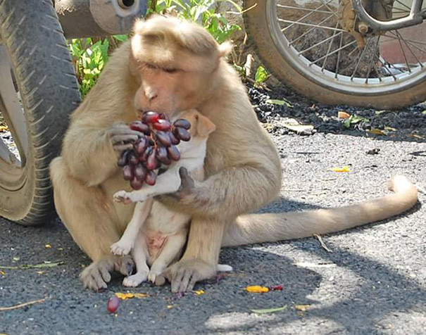 Интересная история об обезьяне, ставшей мамой для щенка