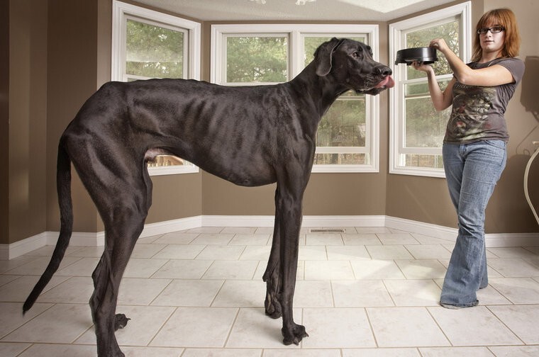  Самая высокая собака
