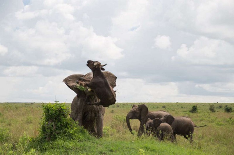 Трагическая встреча слона и буйвола