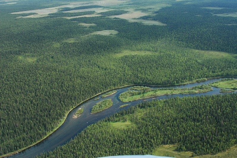 Девственные леса Республики Коми стали в 1995 году первым российским природным объектом, включенным в список Всемирного наследия. Это самые большие нетронутые леса в Европе. 