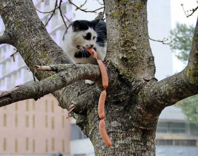 Коты, которые пытались что-то украсть