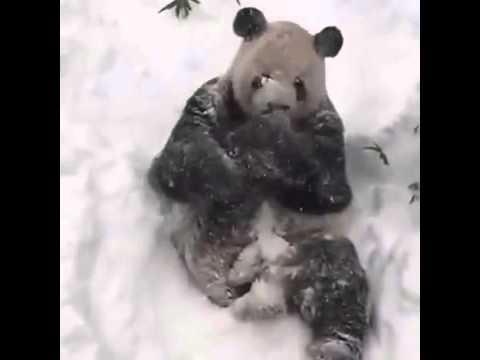 Панда в национальном парке США пришла в восторг от снежной бури 