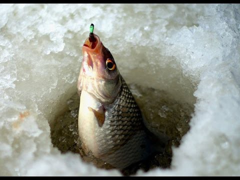 Зимняя рыбалка, ловля плотвы, мой первый опыт 