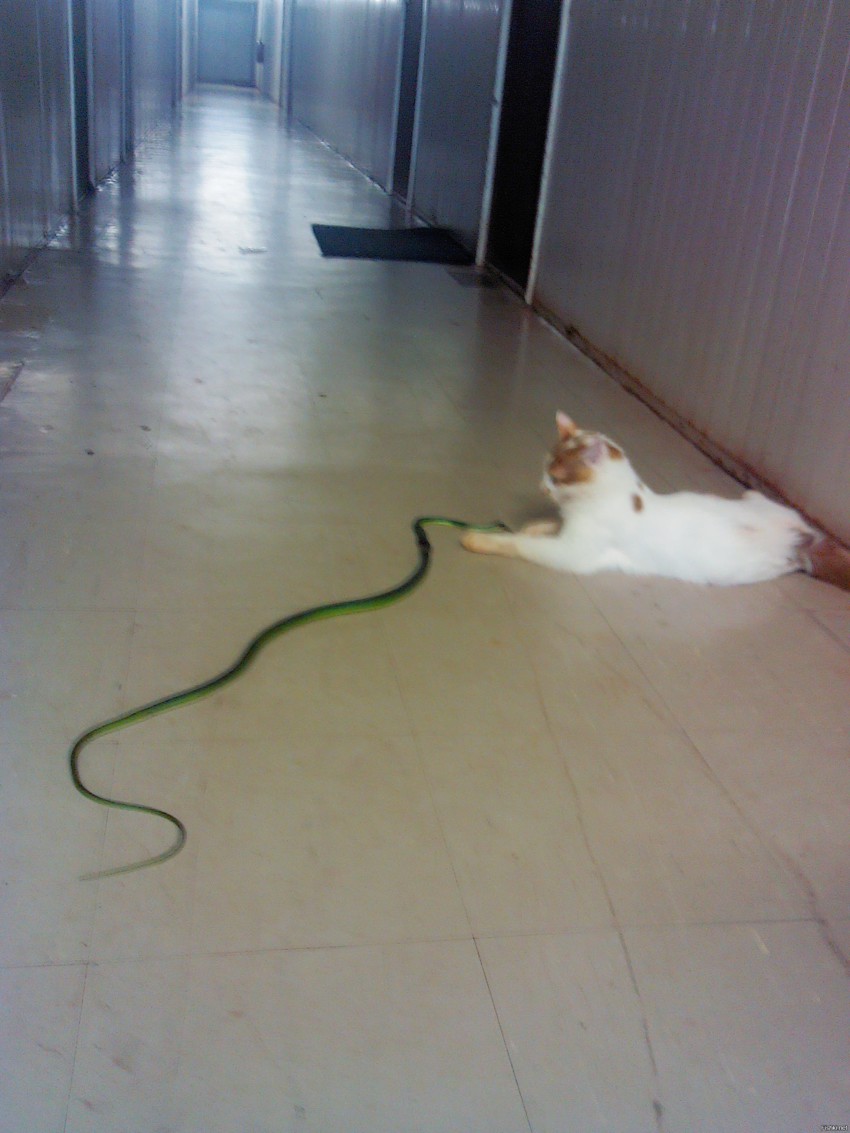 Котенок против зеленой мамбы ( одна из самых ядовитых змей Африки)