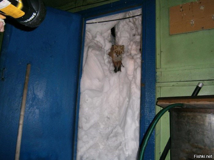 Лисица устроила нору рядом с дверью, потому что там тепло