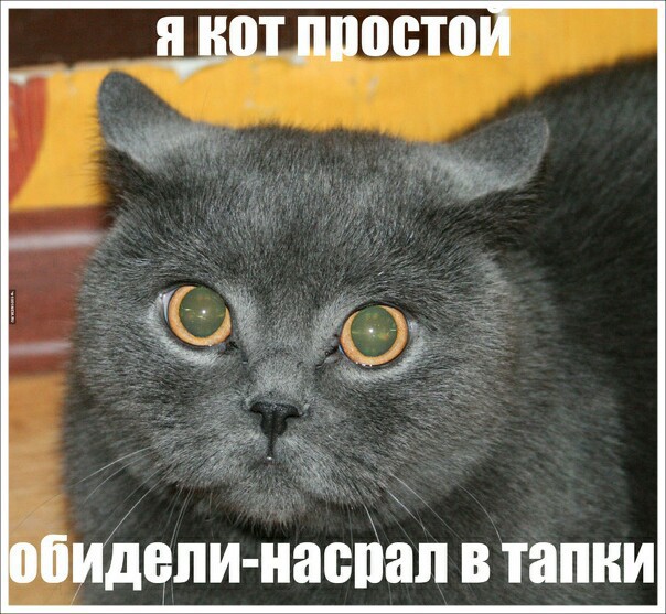 Кот простой
