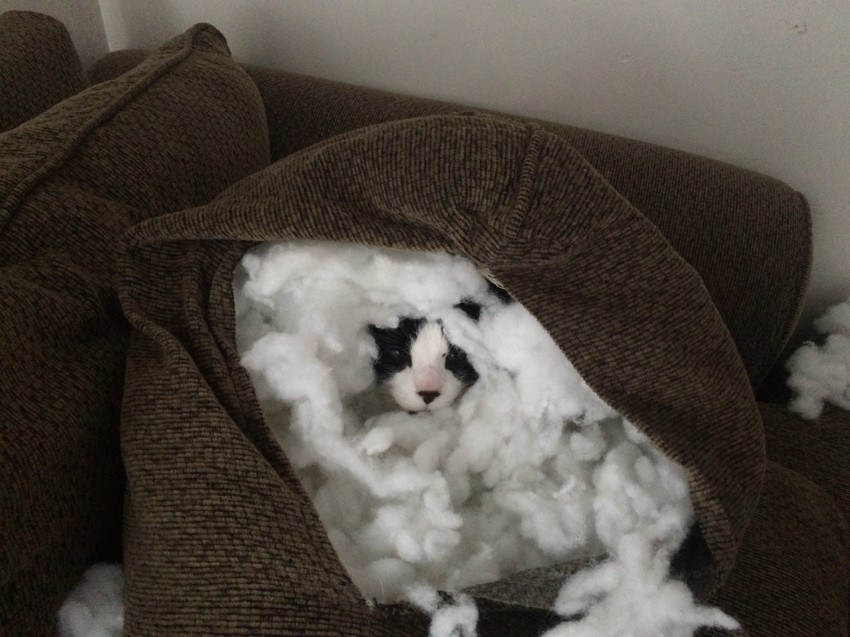 Кот раздраконил подушку