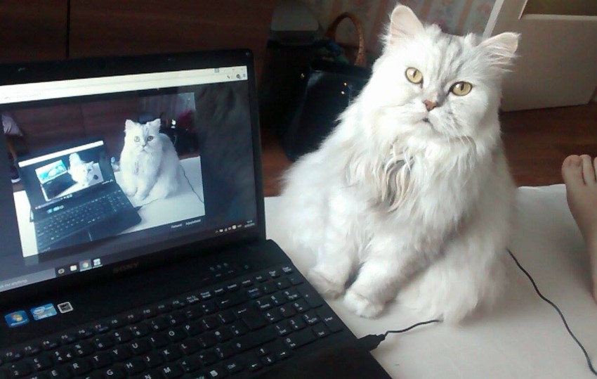 Кот с ноутбуком 
