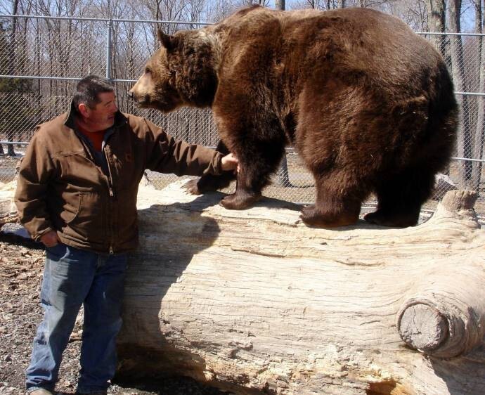 Настоящая медвежья хватка: мужчина позволил медведю себя обнять и облизать свою руку
