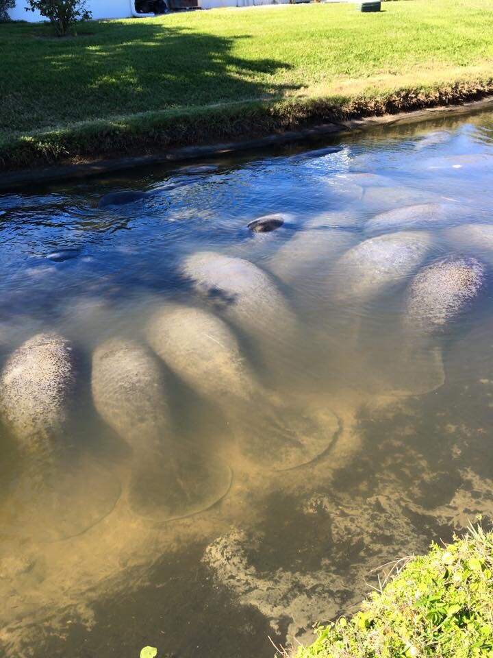 В ливневой канализации во Флориде обнаружили ламантинов!
