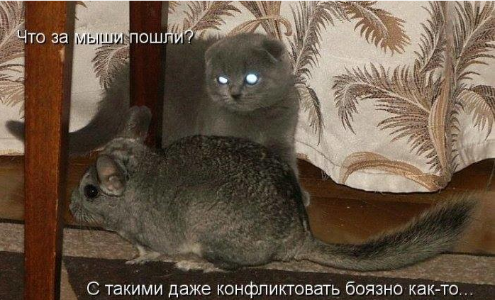 Кото и Мышь