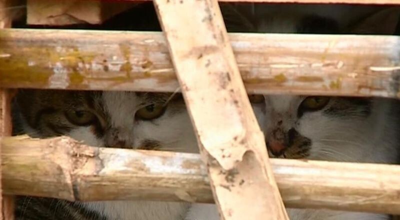 Активисты спасли тысячи котов, которые должны быть стать обедом в ресторанах