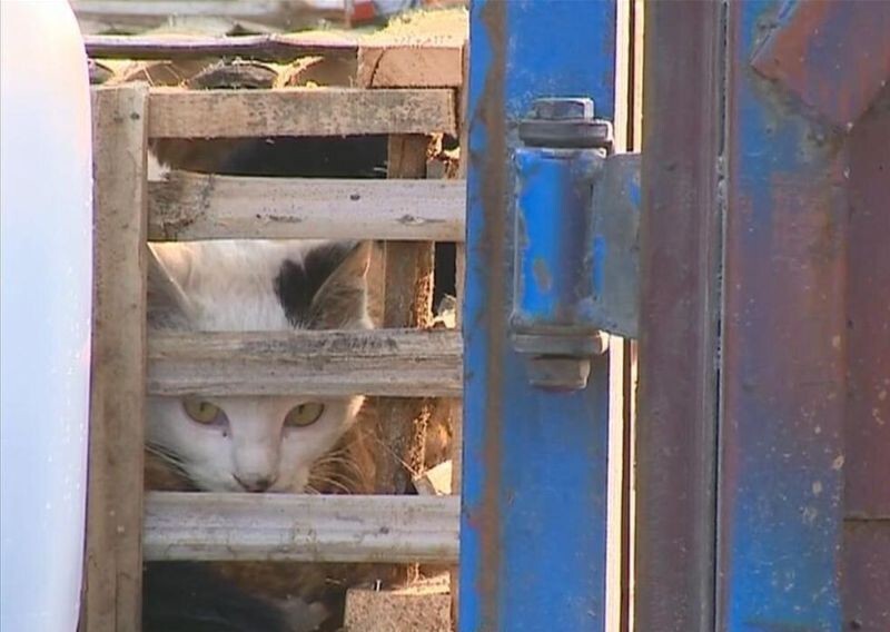 Активисты спасли тысячи котов, которые должны быть стать обедом в ресторанах