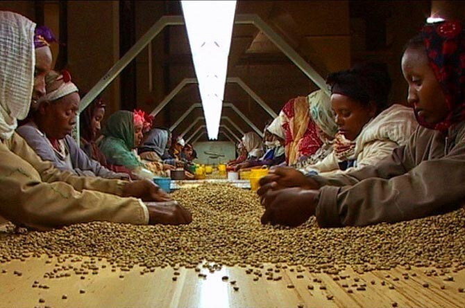 Родиной кофе является местность Каффа, Эфиопия.