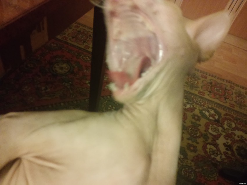 Котик зевнул
