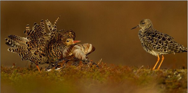 Потрясающие Фотографии Дикой Природы