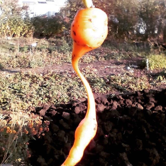 Что произошло с этой морковкой?