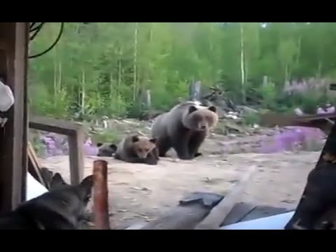 Короткий сказ про трёх медведей 