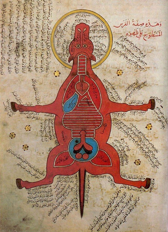 Анатомия коня. Египетский манускрипт XIV в. н.э.