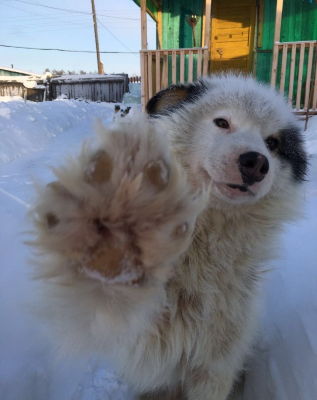 Героический поступок: пес Бөтөс спас жительницу якутского села