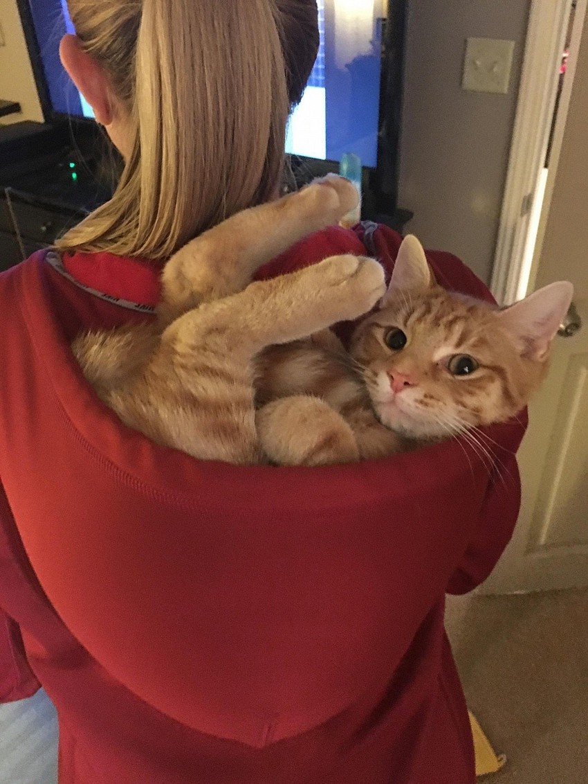 Кот в капюшоне