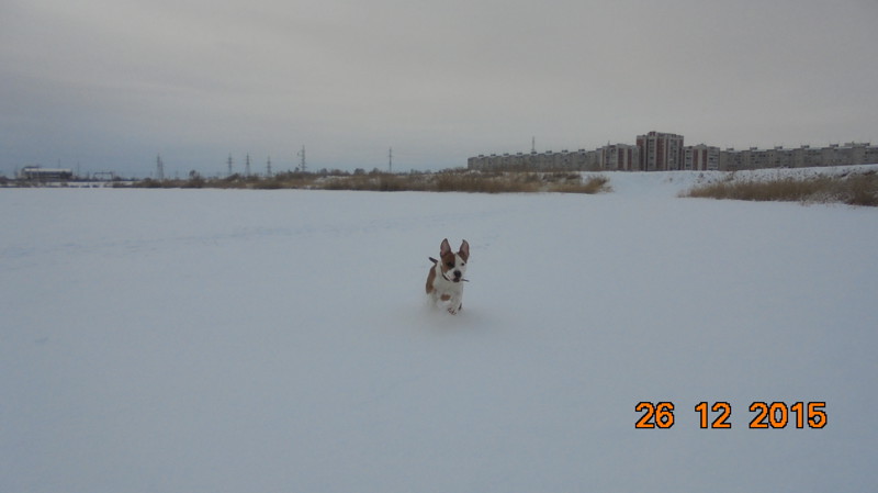 Собачье счастье