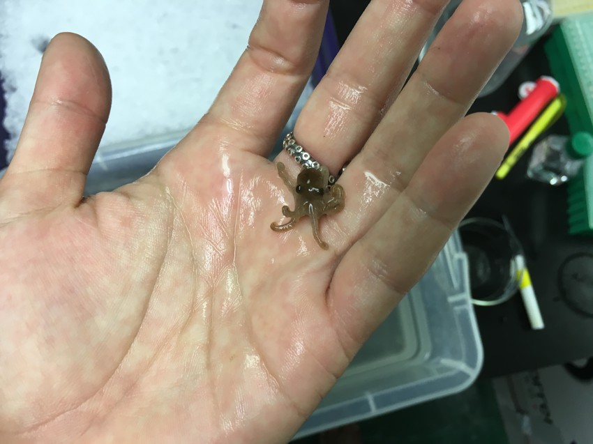 Крошечный осьминог