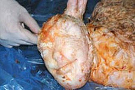 В Турции на свет появился ягненок ...с человеческим лицом!