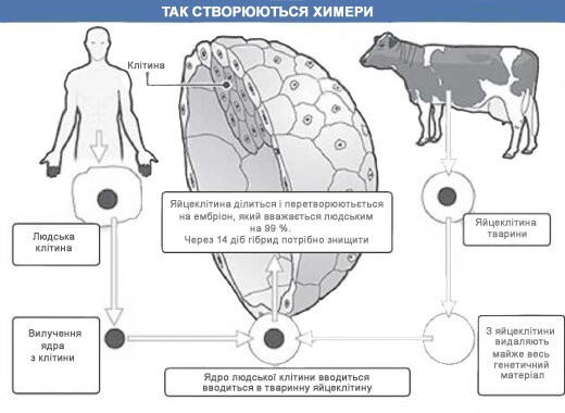 Химеры с человеческими клетками