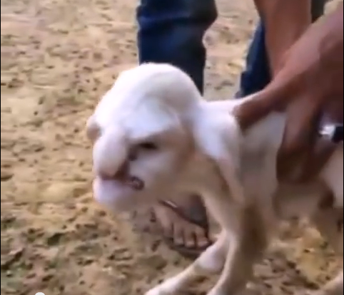 Химеры с человеческими клетками