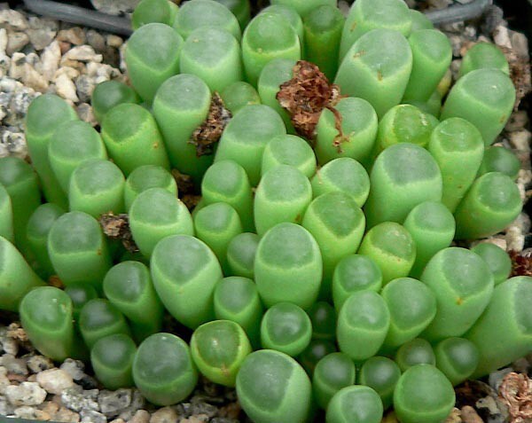 Fenestraria (фенестрария)