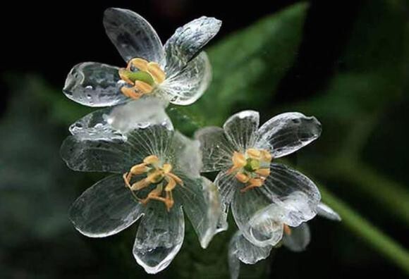 Стекляный цветок (Двулистник Грея)
