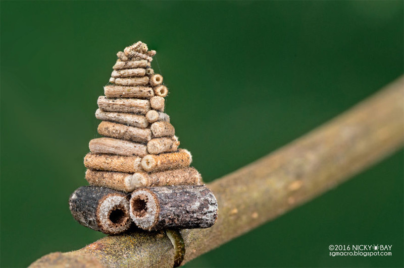 Гусеница мотылька собирает и пилит маленькие палочки, чтобы построить сложные спирали срубов