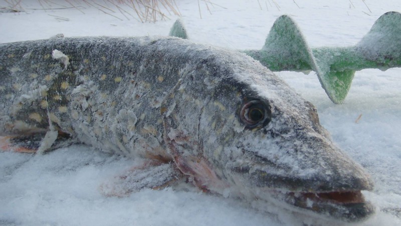 Зимняя рыбалка на Чудском январь 2016. Ловля щуки на жерлицы 
