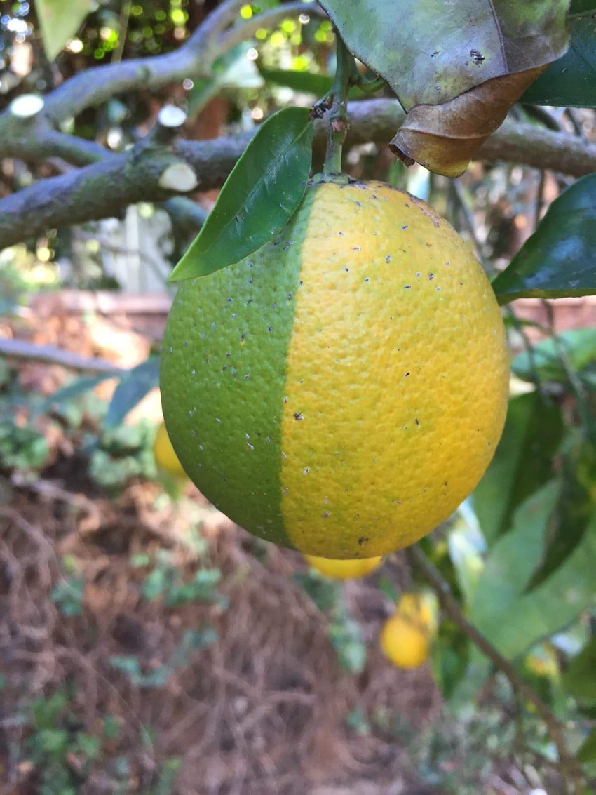 Двухцветный лимон