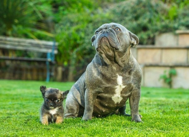 Собачка весит как пятинедельная чихуахуа, что сделало ее самой маленькой собакой в Великобритании на сегодняшний день.