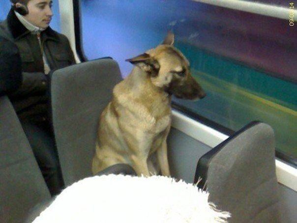 Эту собаку знают все пассажиры трамвайных маршрутов в Екатеринбурге.
