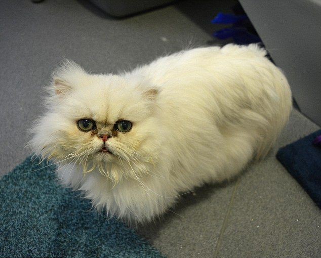 Что останется от персидской кошки, если ее кардинально подстричь