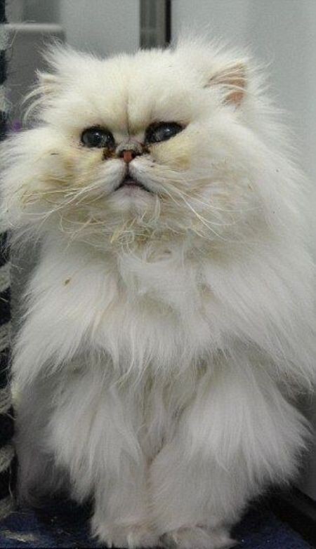 Что останется от персидской кошки, если ее кардинально подстричь