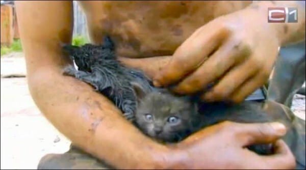 Героический человек спас двух беспомощных котят из разлива нефти