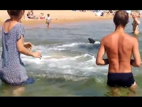 Дельфин развлекает народ на пляже 