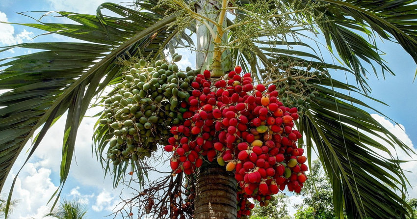 Существует ли на самом деле персиковая пальма?