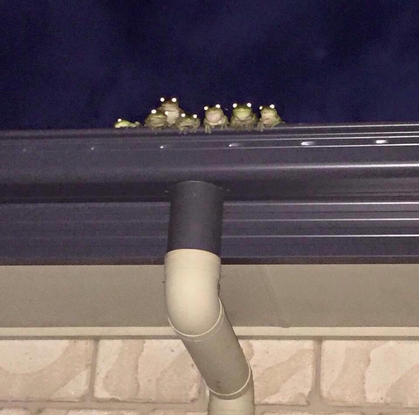 Целое семейство лягушек на крыше