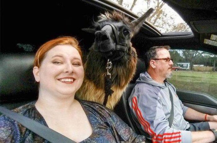 Лама в машине