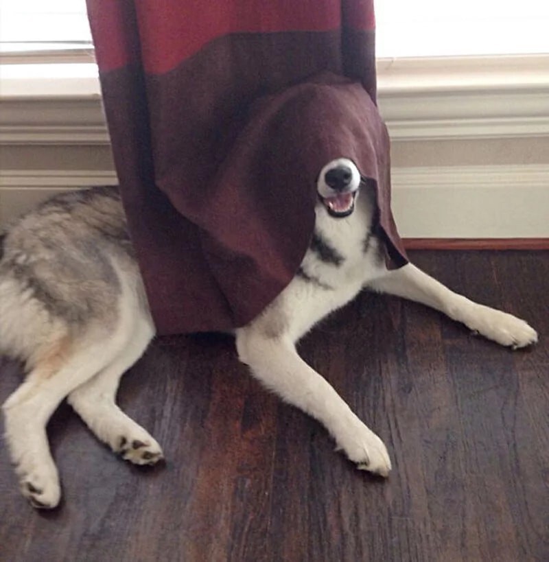 Собаки, которые совершенно не умеют прятаться