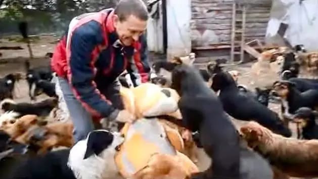 Он не мог смотреть, как страдают животные, поэтому спас 450 собак!