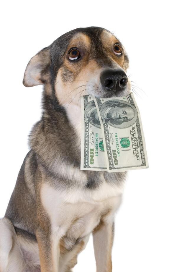 Госдума может ввести налог на домашних собак